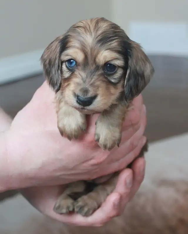 CKC Reg’d Miniature Longhaired dachshunds