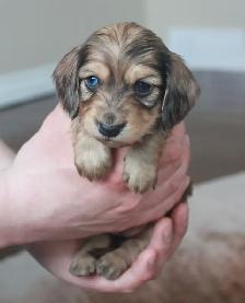 CKC Reg’d Miniature Longhaired dachshunds