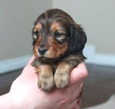 CKC Reg’d Miniature Longhaired dachshunds - Photo 2