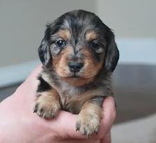 CKC Reg’d Miniature Longhaired dachshunds - Photo 3