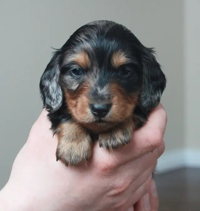 CKC Reg’d Miniature Longhaired dachshunds - Photo 5