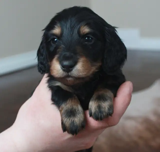 CKC Reg’d Miniature Longhaired dachshunds - Photo 6
