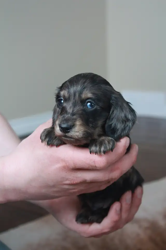 CKC Reg’d Miniature Longhaired dachshunds - Photo 7