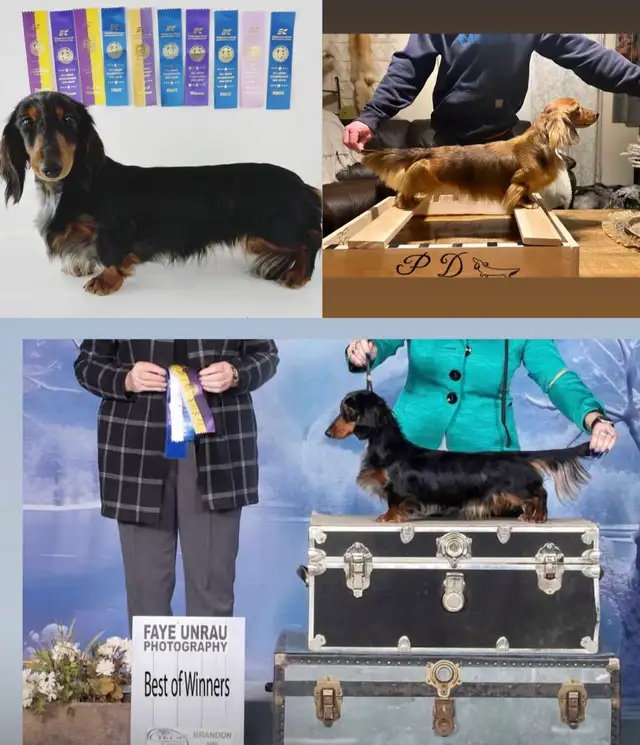 CKC Reg’d Miniature Longhaired dachshunds - Photo 9