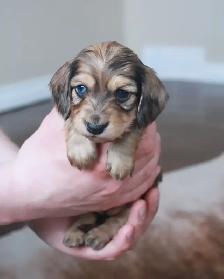 CKC Reg’d Miniature Longhaired dachshunds