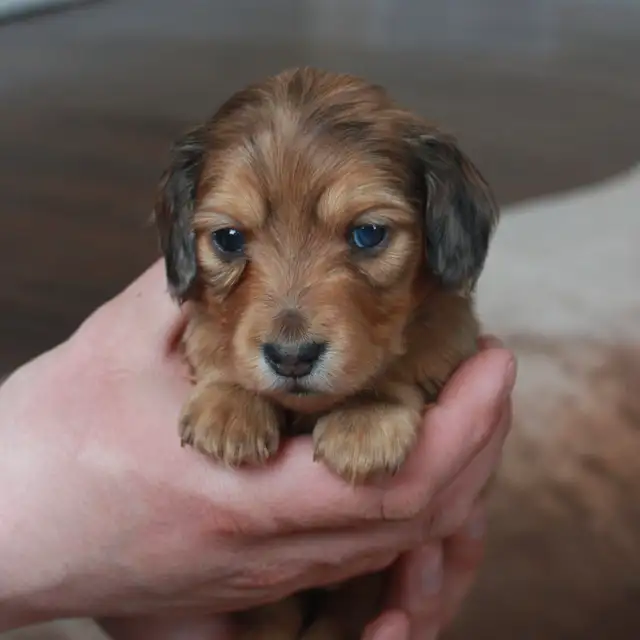 CKC Reg’d Miniature Longhaired dachshunds - Photo 3