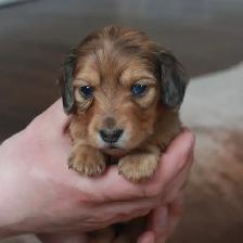 CKC Reg’d Miniature Longhaired dachshunds - Photo 3
