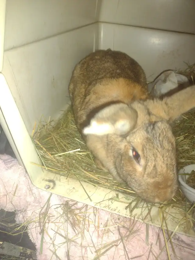 bunny rabbits for sale near PRINCETON BC