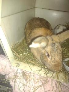 bunny rabbits for sale near PRINCETON BC