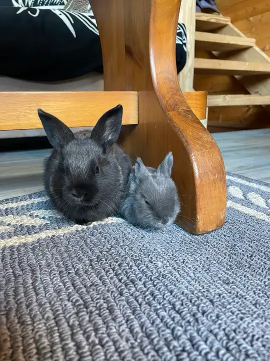 bunny rabbits for sale near PRINCETON BC - Photo 2