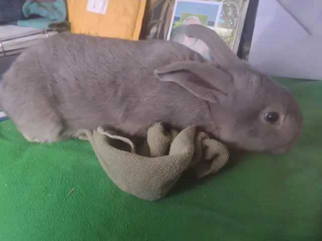 bunny rabbits for sale near PRINCETON BC - Photo 3