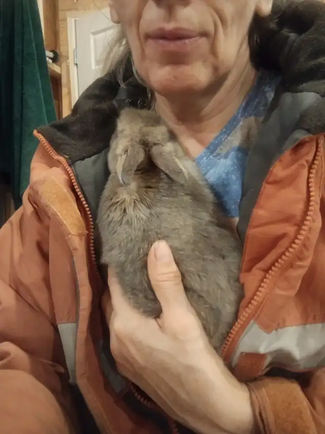 bunny rabbits for sale near PRINCETON BC - Photo 4