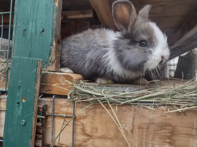bunny rabbits for sale near PRINCETON BC - Photo 5