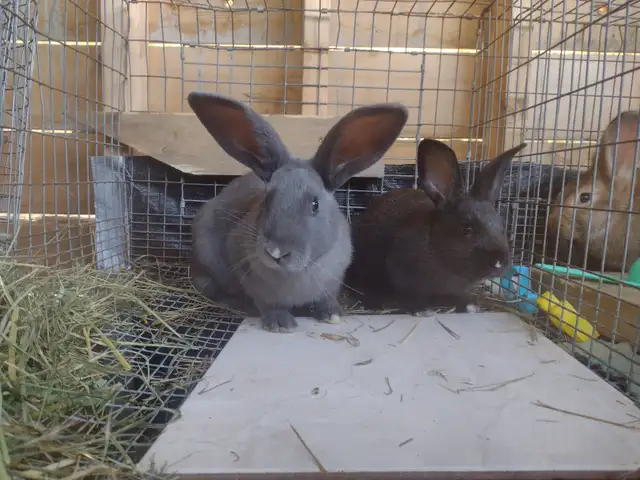 bunny rabbits for sale near PRINCETON BC - Photo 6