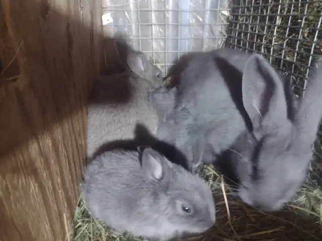 bunny rabbits for sale near PRINCETON BC - Photo 7