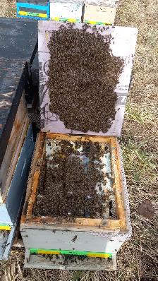 4-Frame Bee NUCs for Sale – Calgary, AB (Spring 2026)
