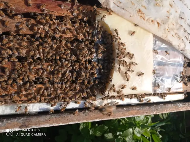 4-Frame Bee NUCs for Sale – Calgary, AB (Spring 2026) - Photo 2