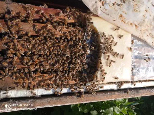 4-Frame Bee NUCs for Sale – Calgary, AB (Spring 2026) - Photo 3