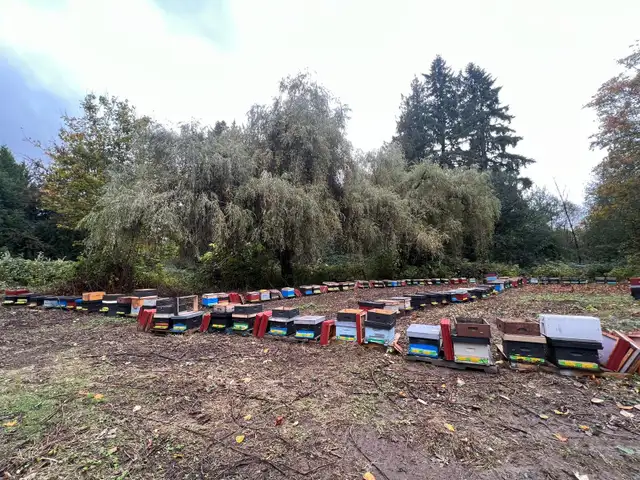 4-Frame Bee NUCs for Sale – Calgary, AB (Spring 2026) - Photo 4