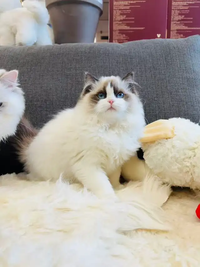 Female Ragdoll Kitten girl looking for new home - Photo 2