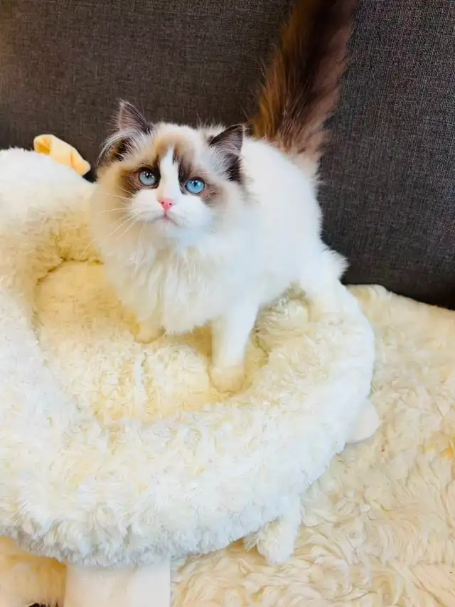 Female Ragdoll Kitten girl looking for new home - Photo 5