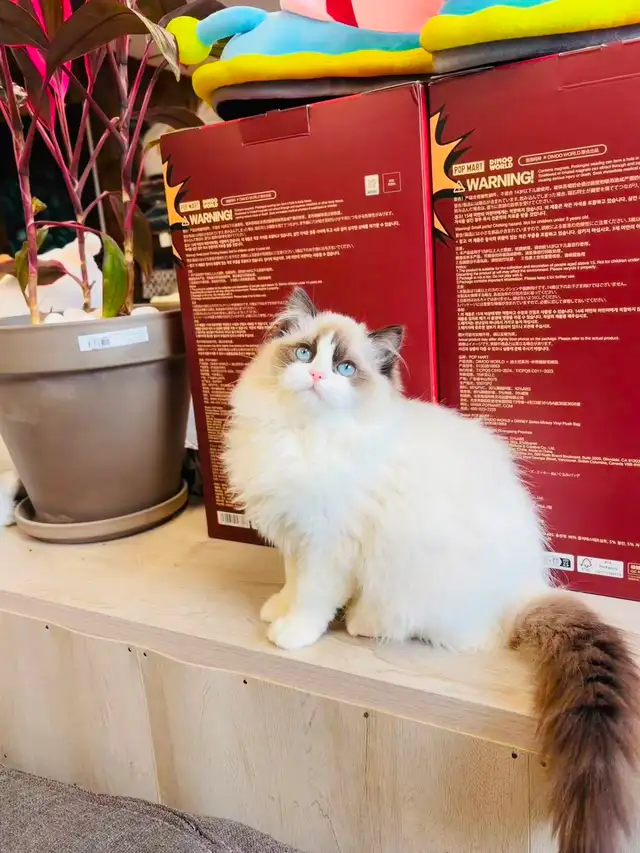 Female Ragdoll Kitten girl looking for new home - Photo 6