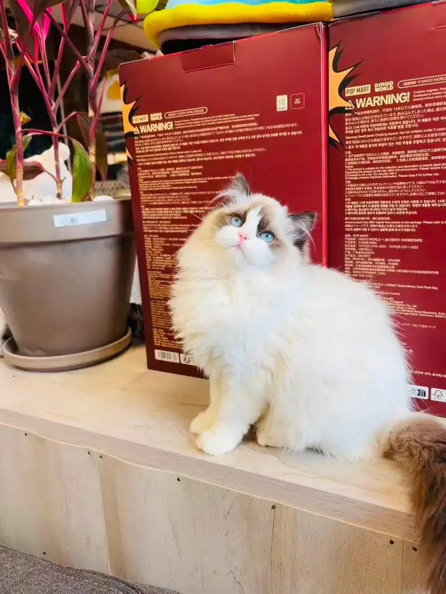 Female Ragdoll Kitten girl looking for new home - Photo 7