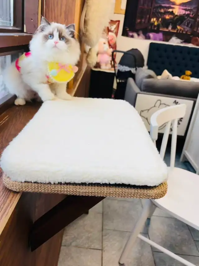 Female Ragdoll Kitten girl looking for new home - Photo 9