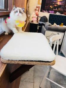 Female Ragdoll Kitten girl looking for new home - Photo 9