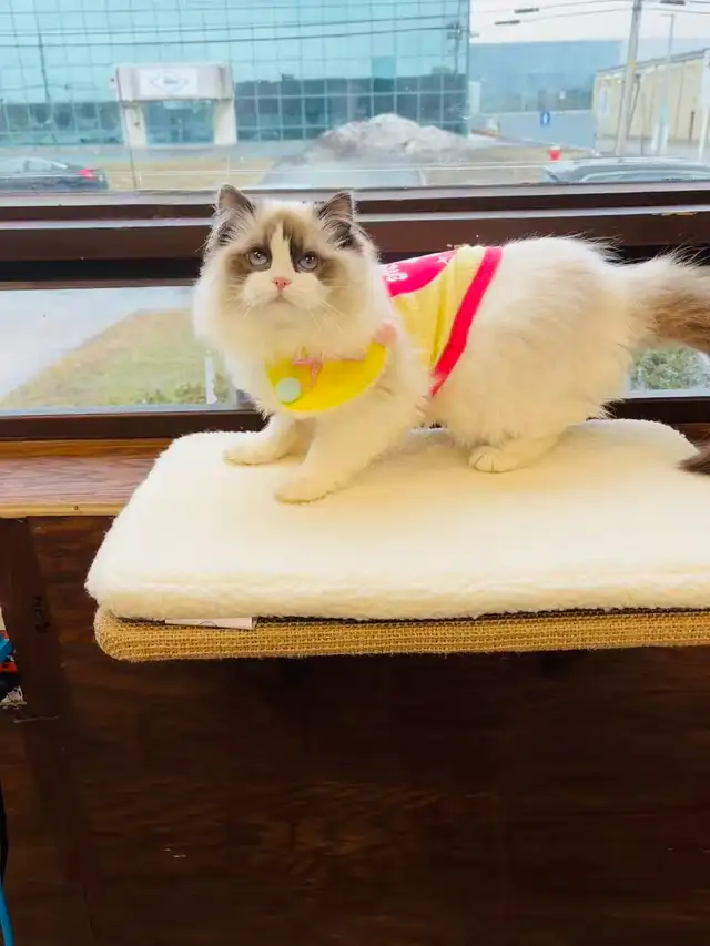 Female Ragdoll Kitten girl looking for new home - Photo 10