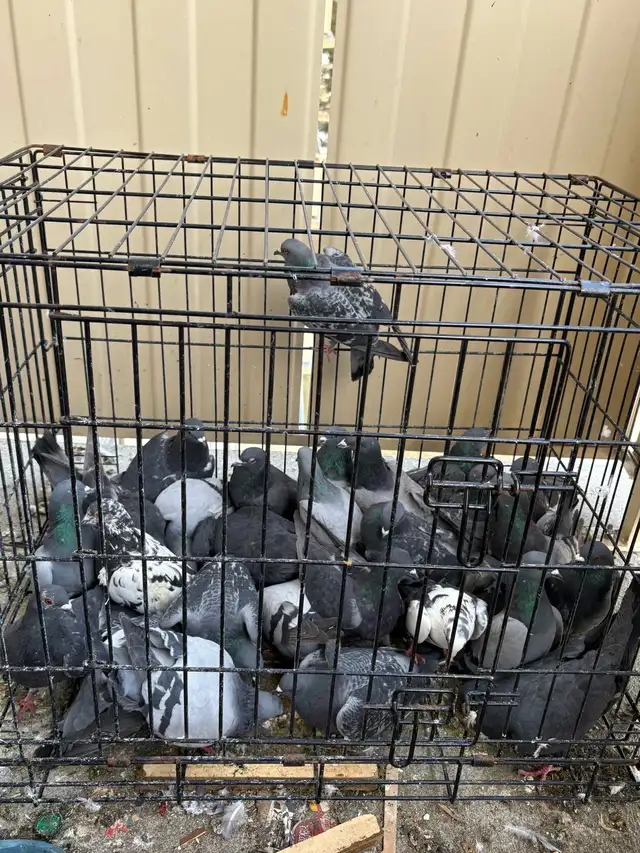 Healthy pigeons - Photo 2