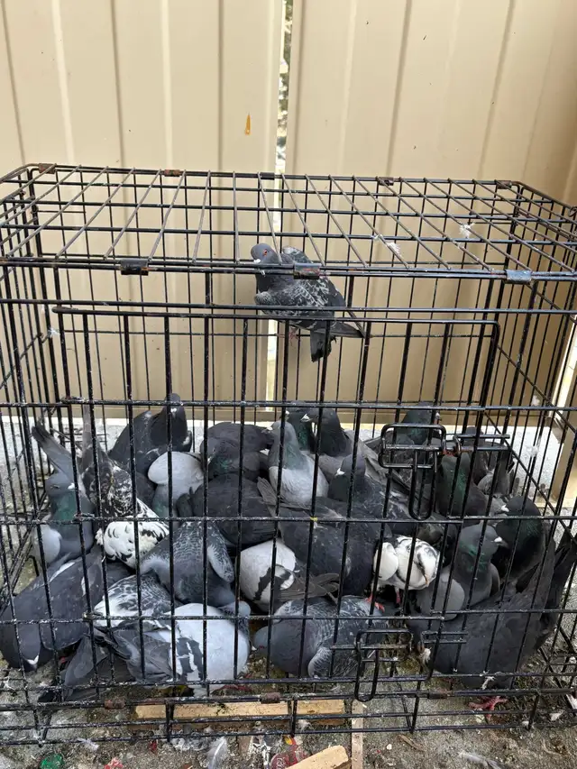 Healthy pigeons - Photo 3