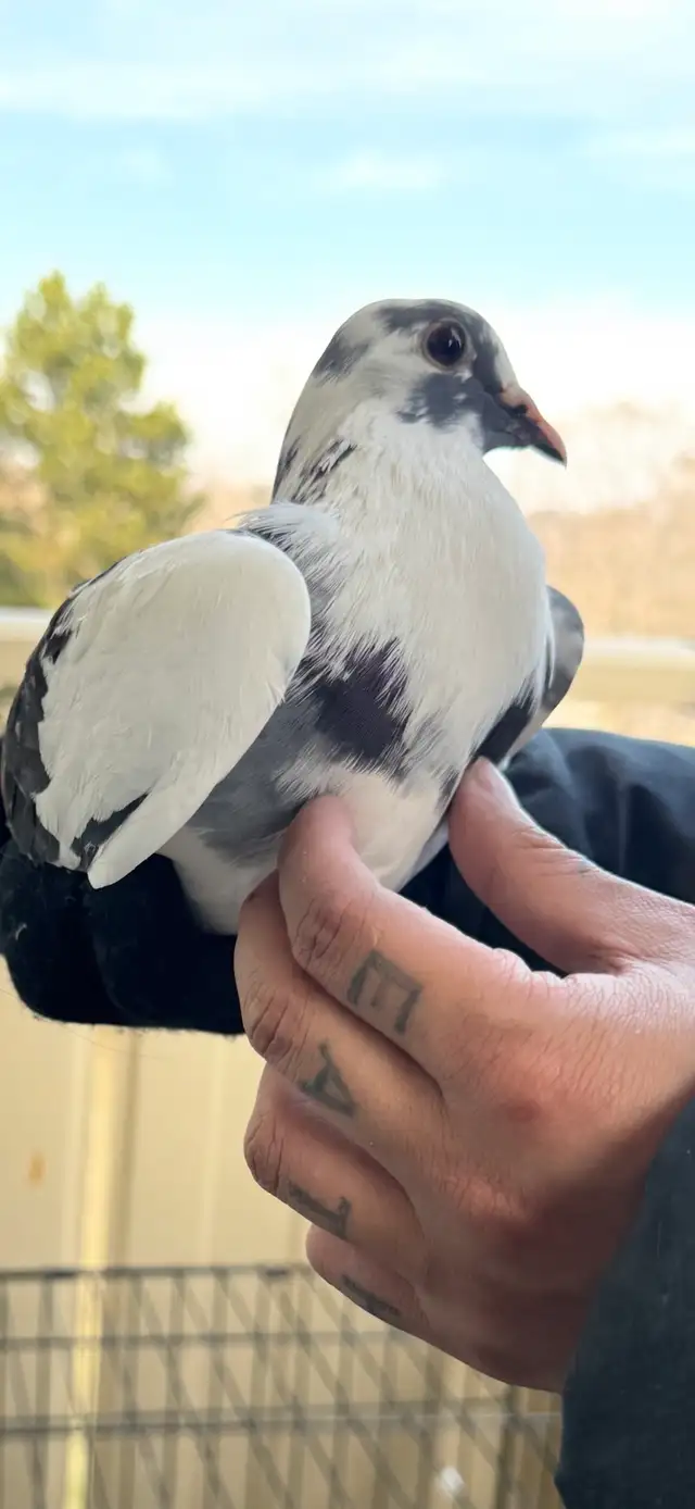 Healthy pigeons - Photo 4