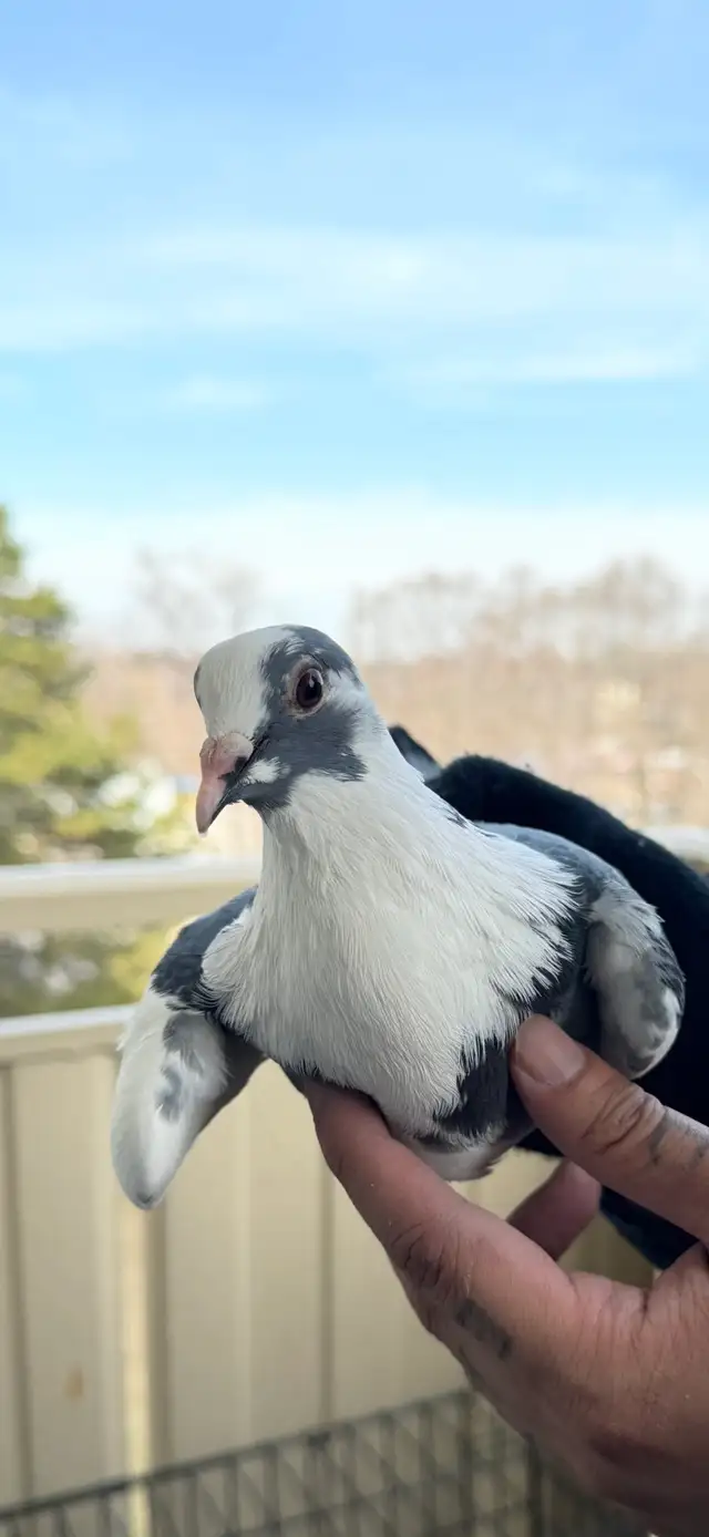 Healthy pigeons - Photo 5