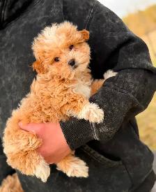 Adorable Maltipoo Puppies — 2 girls & 2 boys