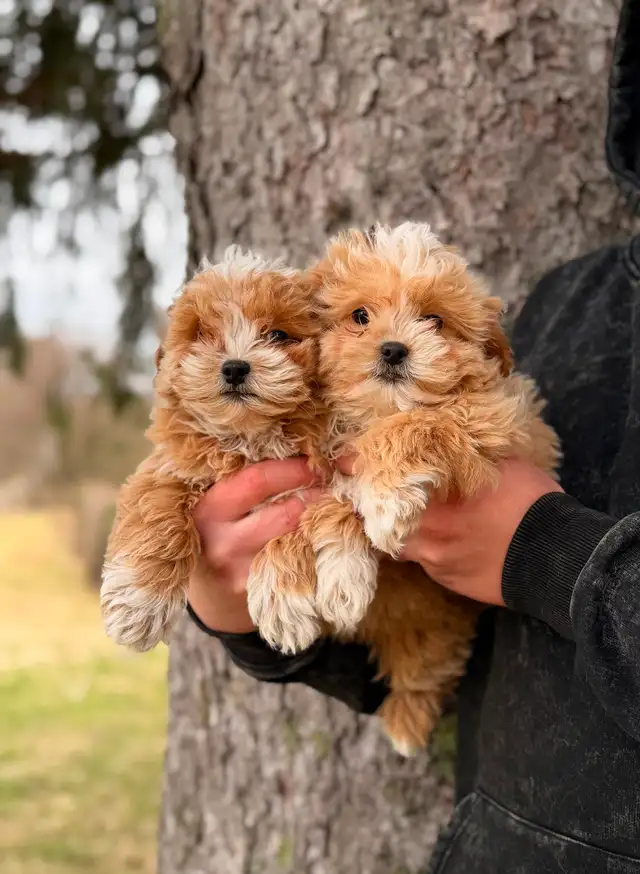 Adorable Maltipoo Puppies — 2 girls & 2 boys - Photo 2