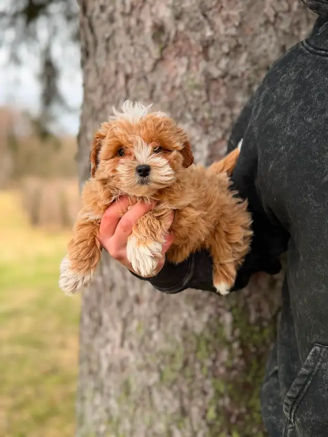 Adorable Maltipoo Puppies — 2 girls & 2 boys - Photo 3