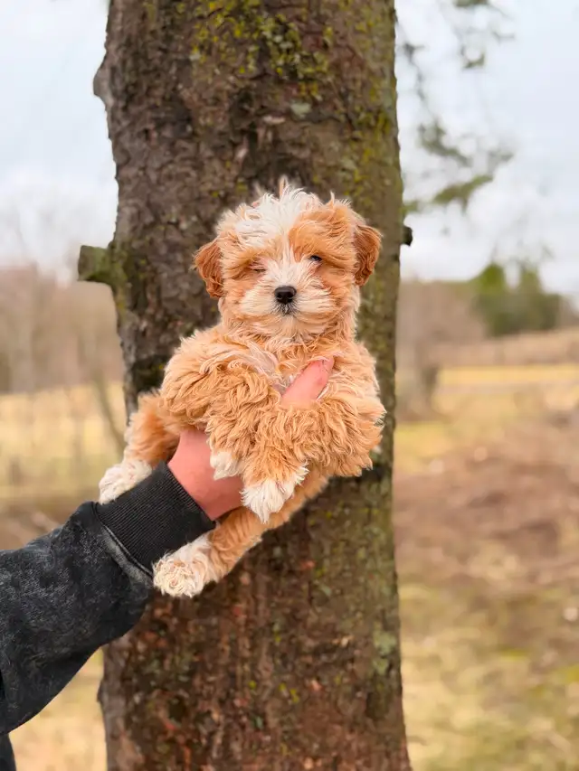 Adorable Maltipoo Puppies — 2 girls & 2 boys - Photo 4