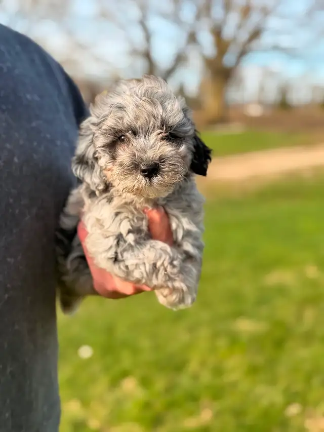 Adorable Maltipoo Puppies — 2 girls & 2 boys - Photo 5