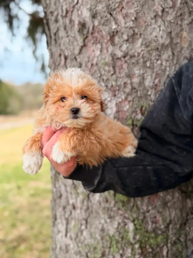 Adorable Maltipoo Puppies — 2 girls & 2 boys - Photo 6