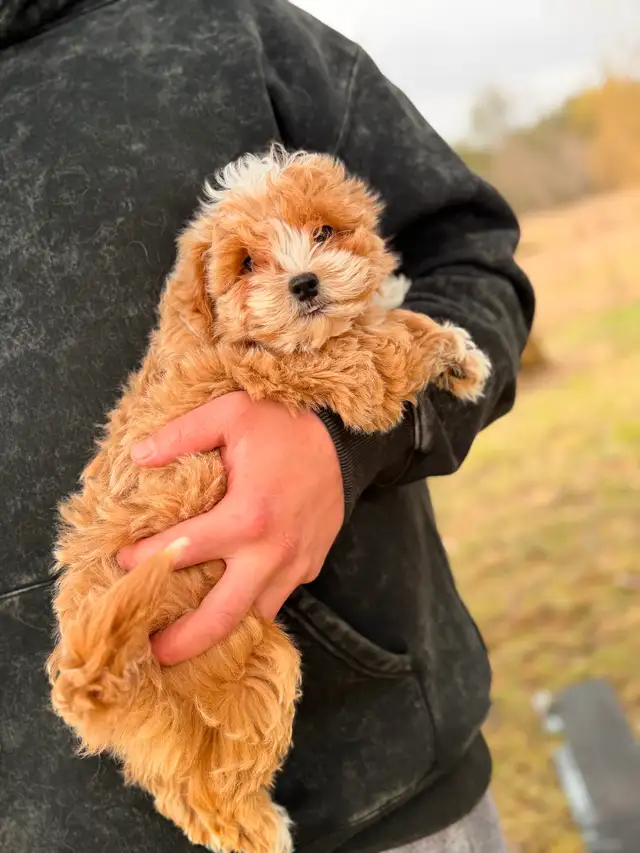 Adorable Maltipoo Puppies — 2 girls & 2 boys - Photo 7