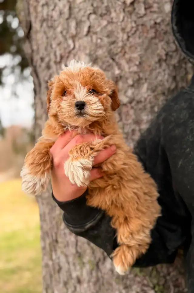 Adorable Maltipoo Puppies — 2 girls & 2 boys - Photo 8