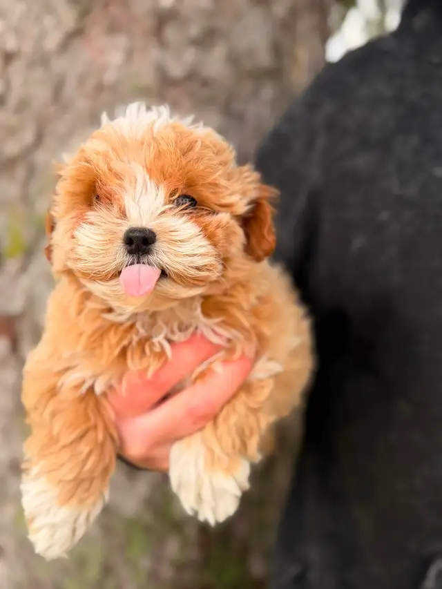 Adorable Maltipoo Puppies — 2 girls & 2 boys - Photo 9