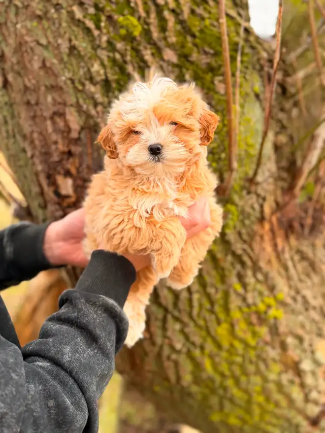 Adorable Maltipoo Puppies — 2 girls & 2 boys - Photo 10