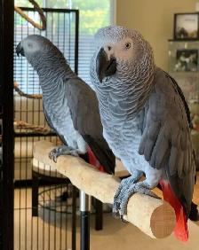 couples gris d'afrique a donner
