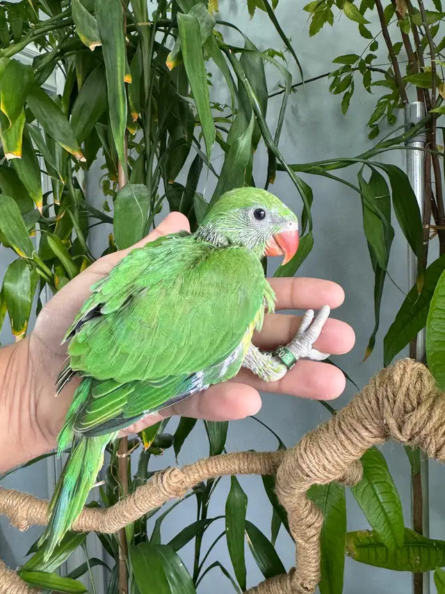 Indian ringneck babies (Green) - Photo 3