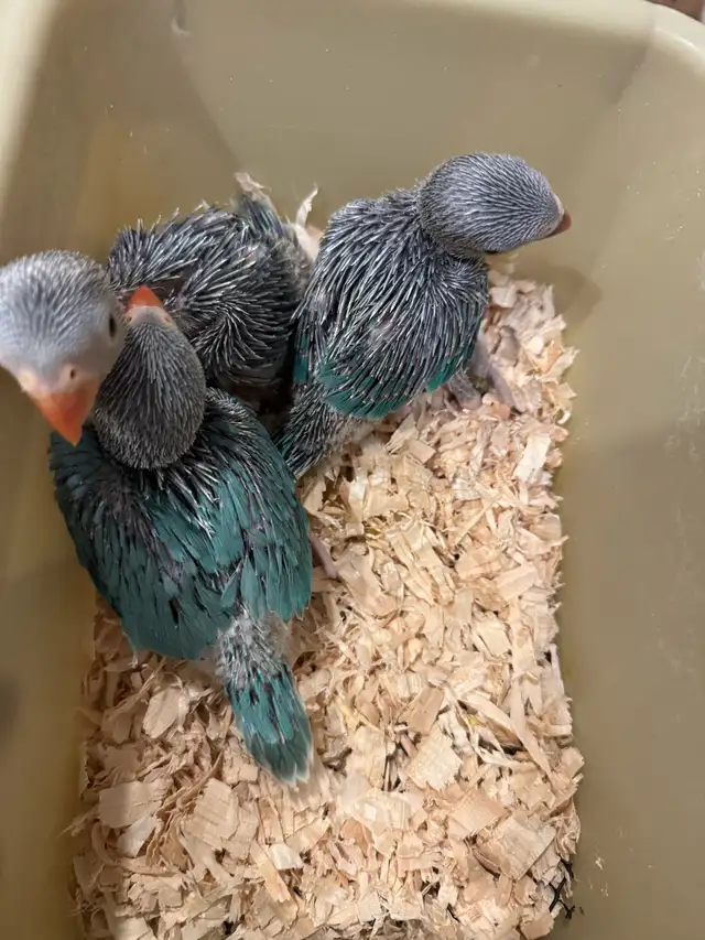 Indian ringneck babies (Blue)