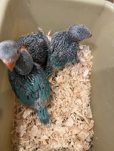 Indian ringneck babies (Blue)