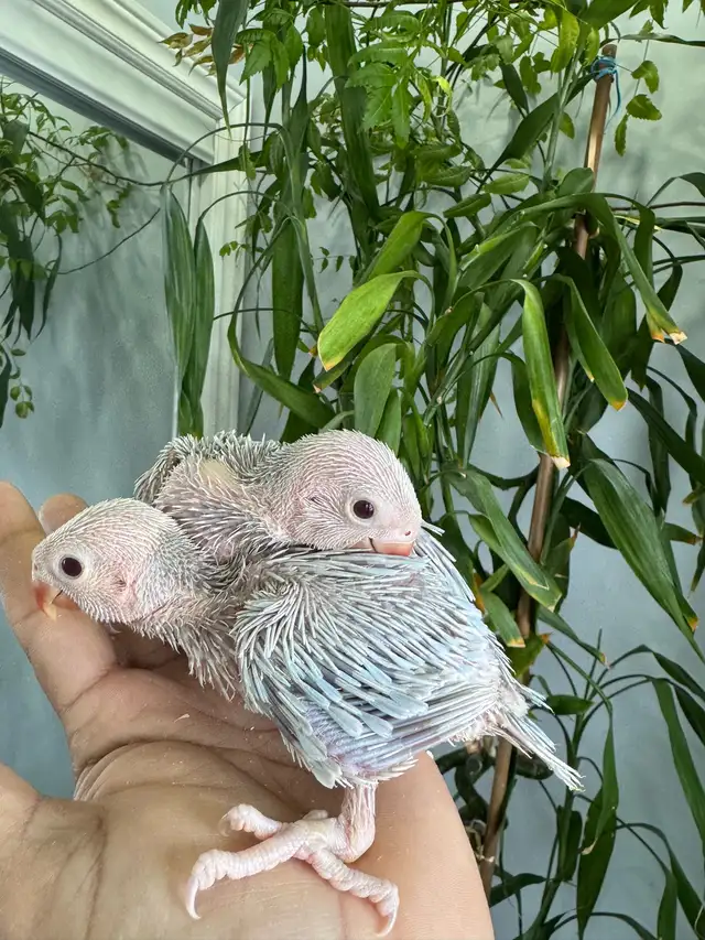 Indian ringneck babies (Blue) - Photo 2