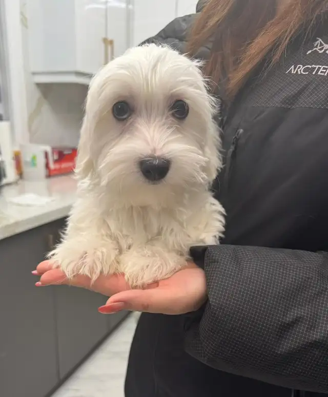 Female Massage therapist required